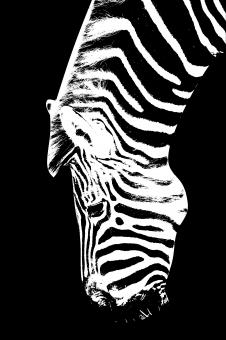 Zebra - Free Stock Photo