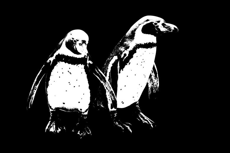 Free stock image of Penguins created by Harry Ray