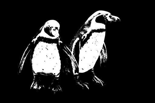Penguins - Free Stock Photo