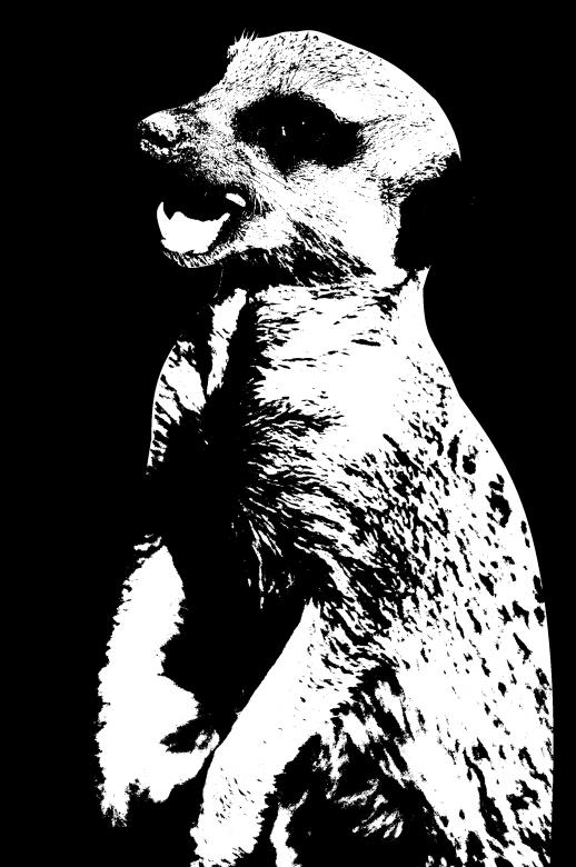 Free stock image of Meerkat created by Harry Ray