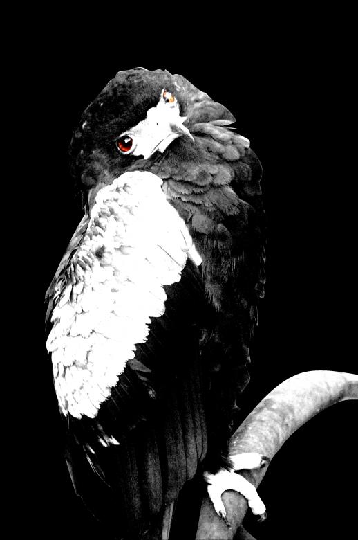 Free stock image of Falcon created by Harry Ray