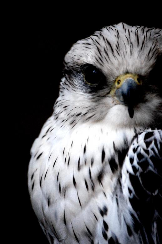 Free stock image of Falcon created by Harry Ray