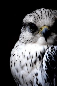 Falcon - Free Stock Photo