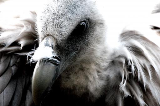 Himalayan Vulture II - Free Stock Photo