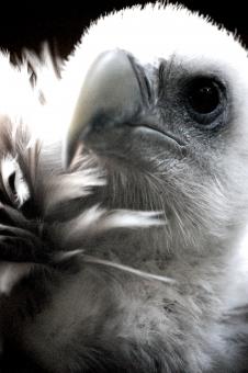 Himalayan Vulture - Free Stock Photo
