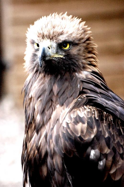 Free stock image of Eagle created by Harry Ray