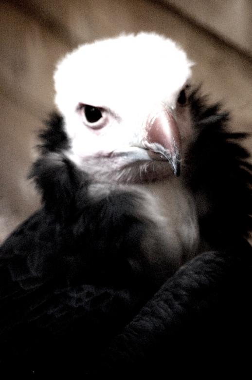 Free stock image of Vulture created by Harry Ray