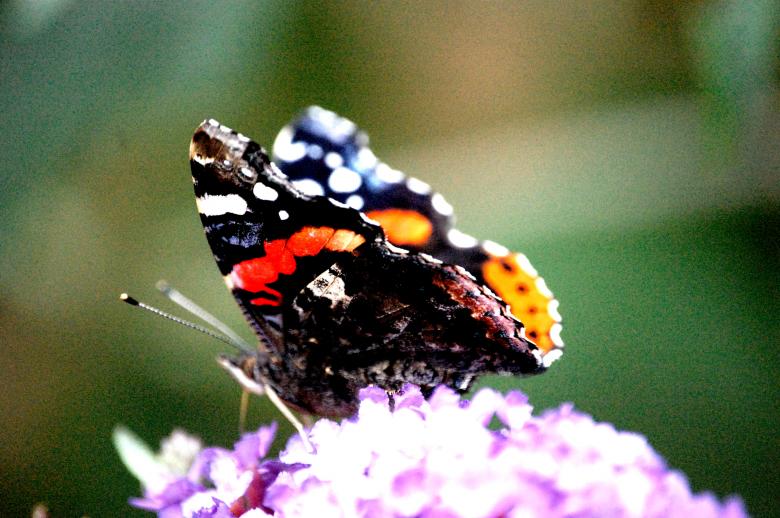 Free stock image of Butterfly created by Harry Ray