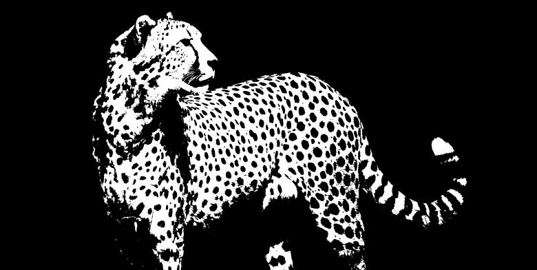 Free stock image of Leopard created by Harry Ray