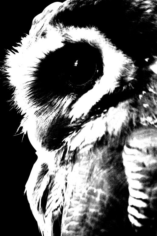 Free stock image of Owl created by Harry Ray