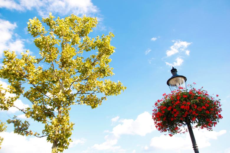 Free stock image of flowers and leaves created by 2happy