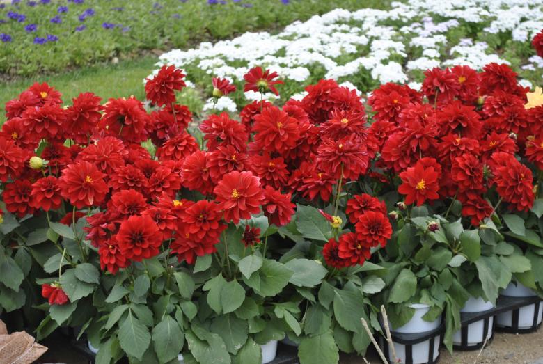 Free stock image of Red Flowers created by Gily Tenorio