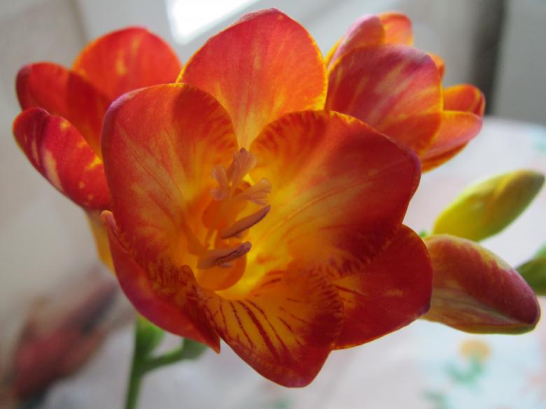 Free stock image of Spring flower created by Boris Kyurkchiev