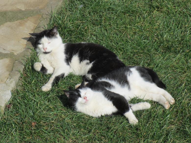 Free stock image of Cat family created by Boris Kyurkchiev