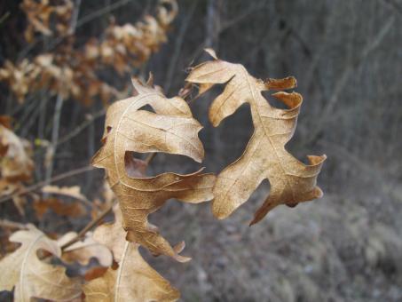 Free Stock Photo of Autumn leafs