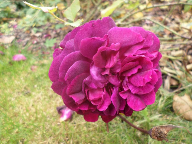 Free stock image of Pink Camellia created by Mark Gleeson