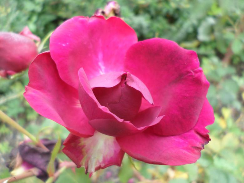 Free stock image of Pink flower created by Mark Gleeson
