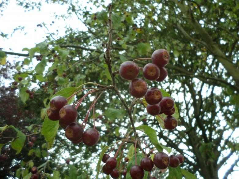 Free stock image of Red berries created by Mark Gleeson