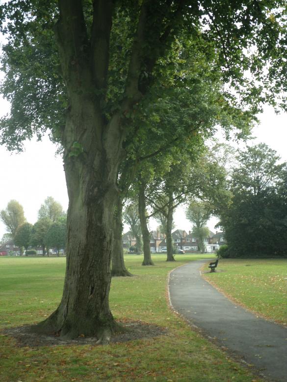 Free stock image of Trees created by Mark Gleeson