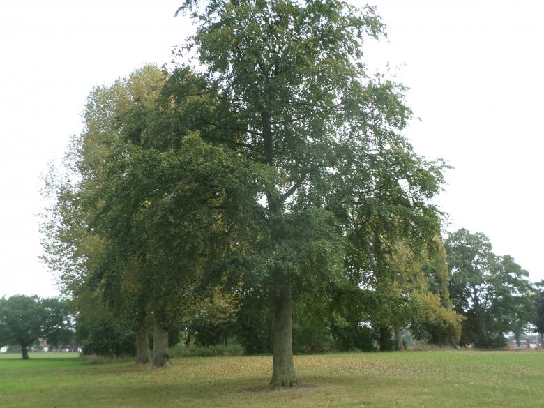 Free stock image of Tree created by Mark Gleeson