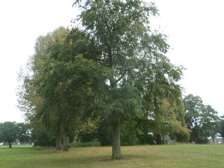Free Stock Photo of Tree