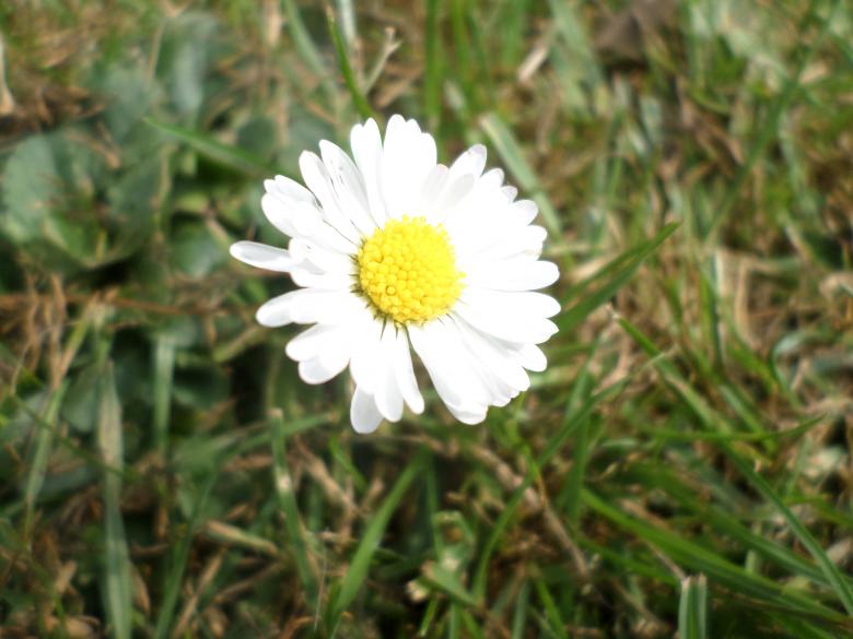 Free stock image of Daisy created by Mark Gleeson