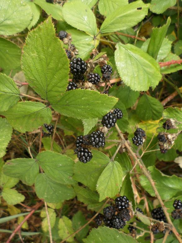 Free stock image of Blackberries created by Mark Gleeson