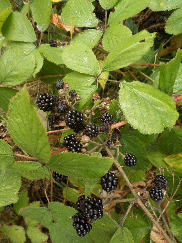Free stock image of Blackberries created by Mark Gleeson