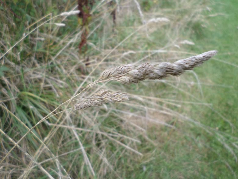 Free stock image of Grass created by Mark Gleeson
