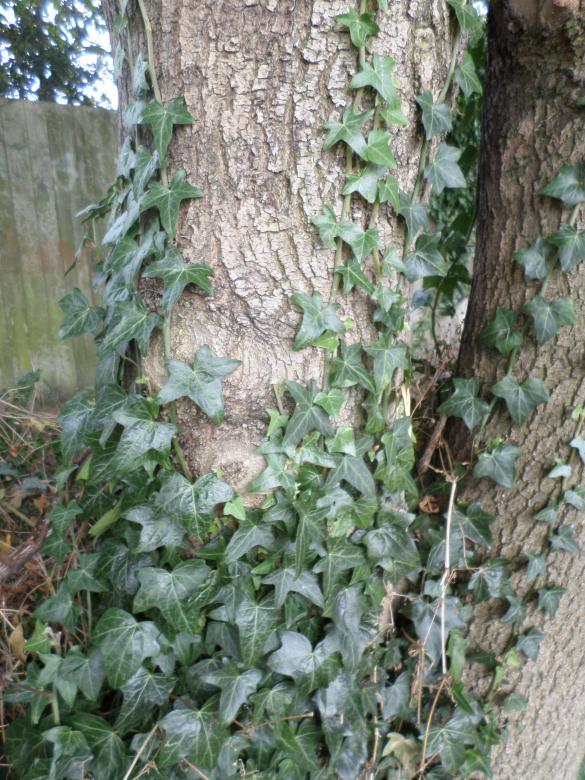 Free stock image of Ivy climbing up tree created by Mark Gleeson