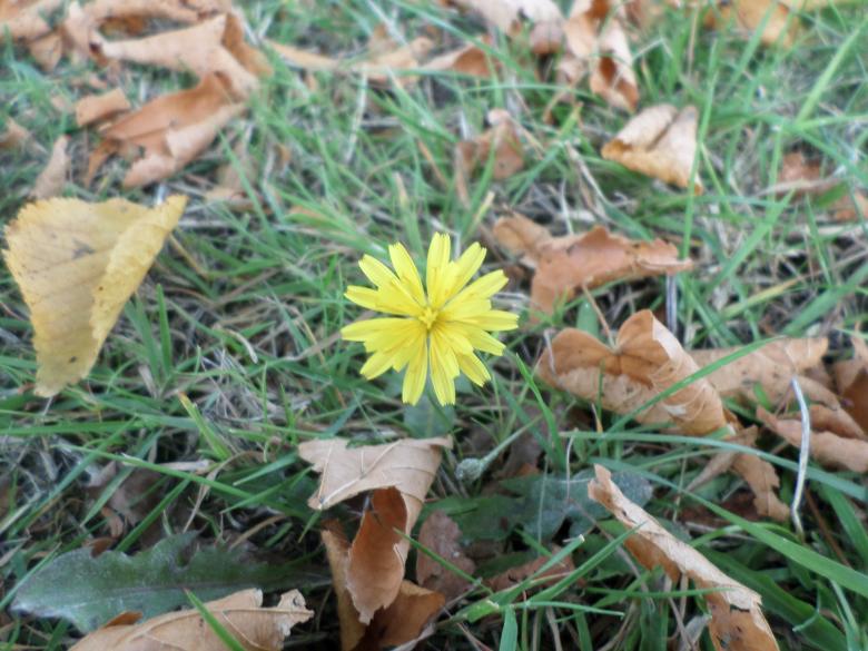 Free stock image of Yellow flower created by Mark Gleeson