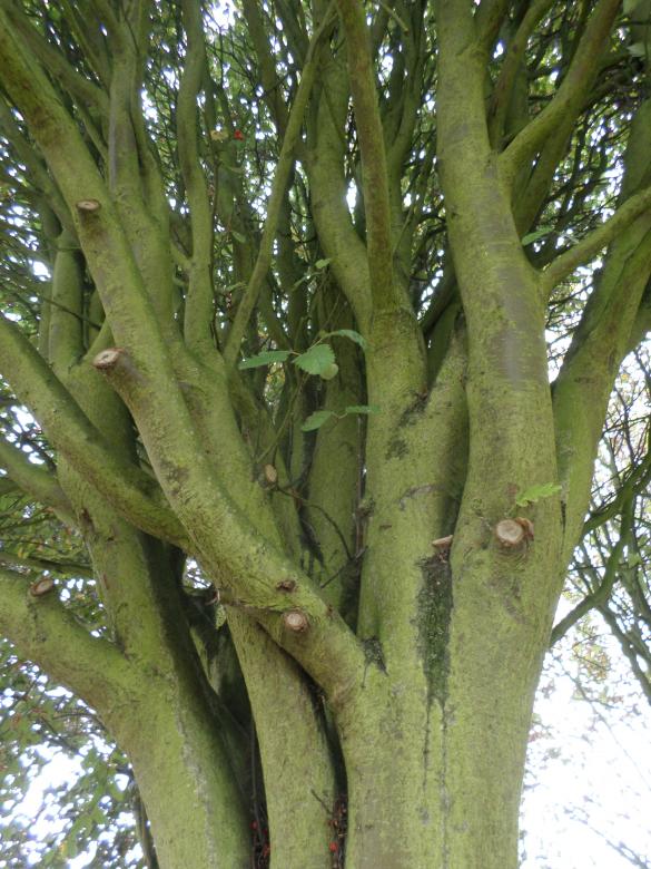 Free stock image of Tree created by Mark Gleeson