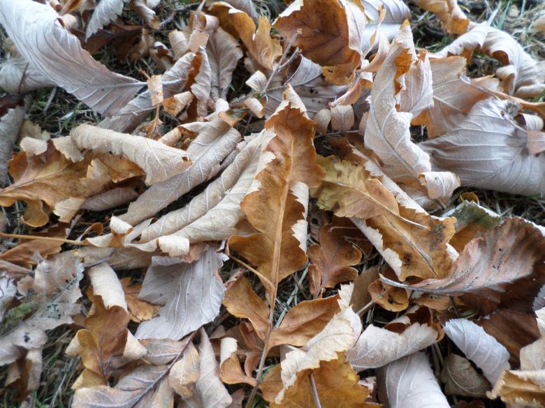 Free stock image of Autumn leaves created by Mark Gleeson
