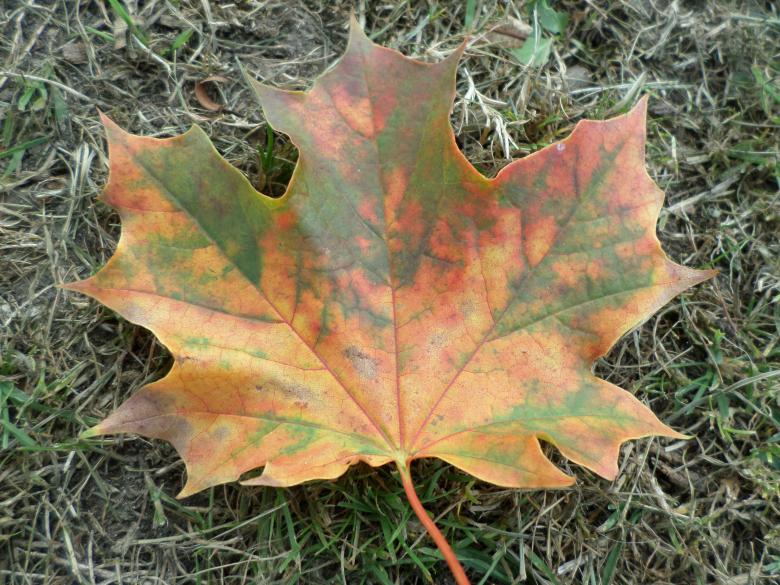 Free stock image of Autumn leaf created by Mark Gleeson