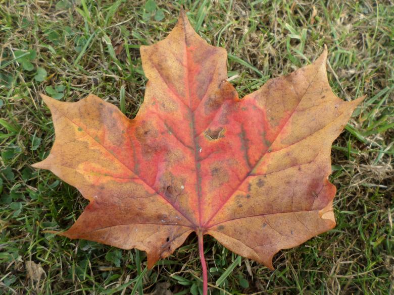 Free stock image of Autumn leaf created by Mark Gleeson