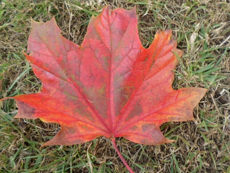 Free stock image of Autumn leaf created by Mark Gleeson