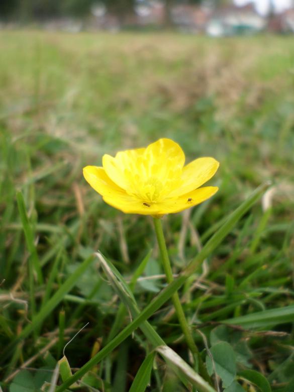 Free stock image of Buttercup created by Mark Gleeson