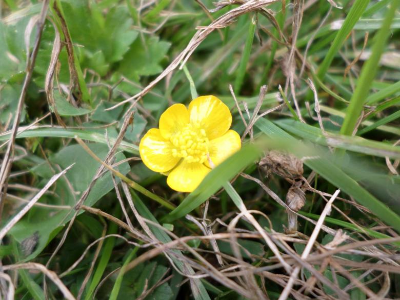 Free stock image of Buttercup created by Mark Gleeson