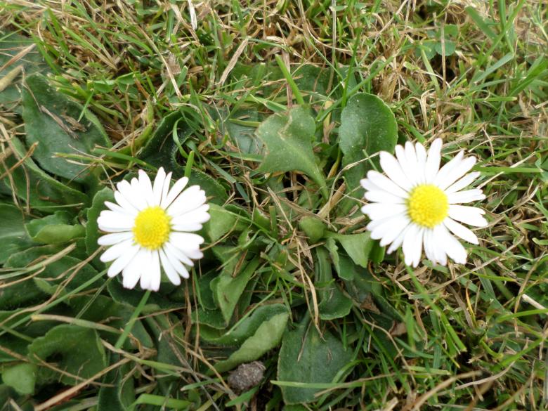 Free stock image of Daisies created by Mark Gleeson
