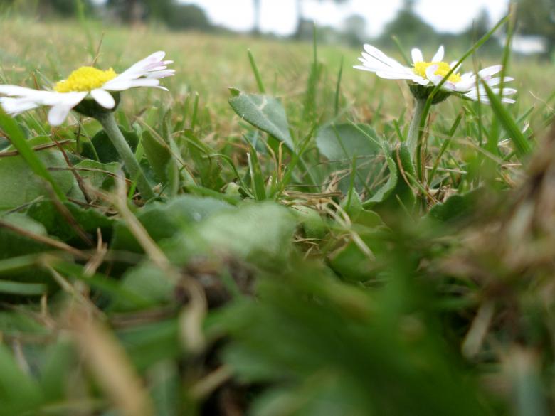 Free stock image of Daisies created by Mark Gleeson