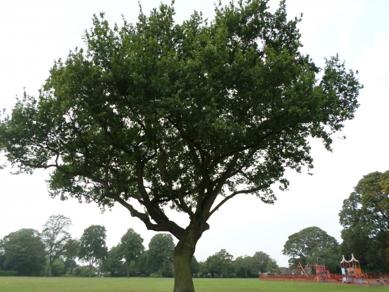 Free stock image of Tree created by Mark Gleeson