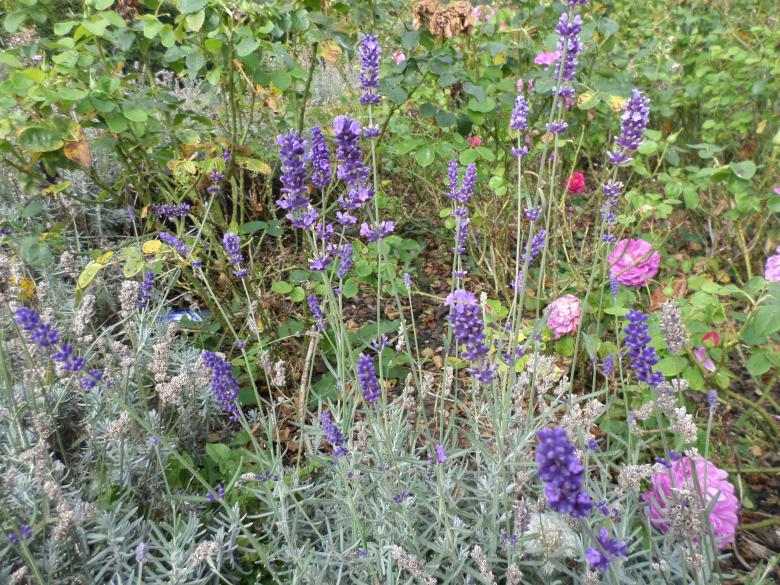 Free stock image of Lavender created by Mark Gleeson
