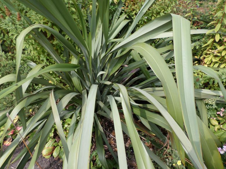 Free stock image of Leaves created by Mark Gleeson