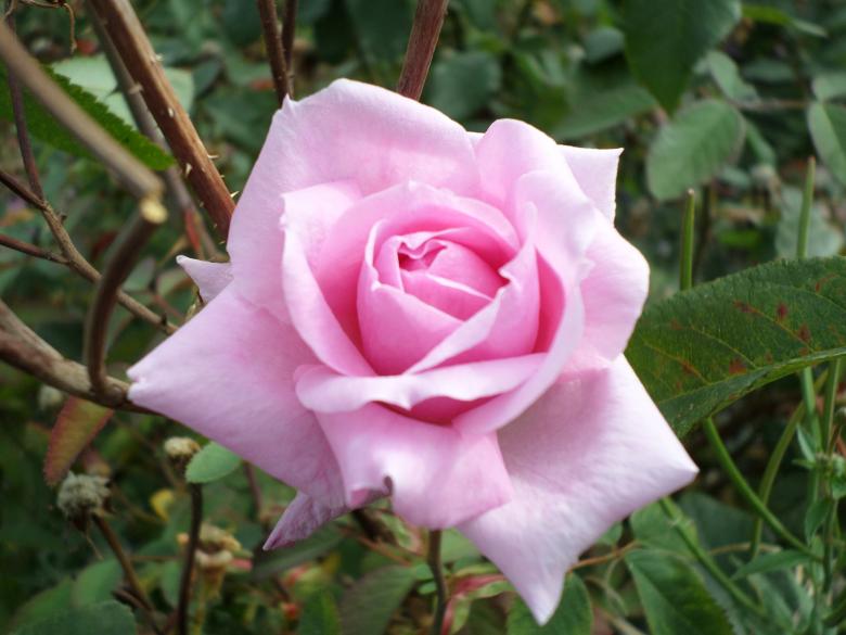 Free stock image of Pink rose created by Mark Gleeson