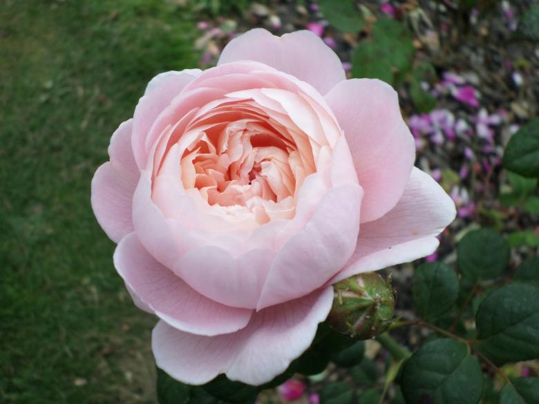 Free stock image of Pink Camellia created by Mark Gleeson