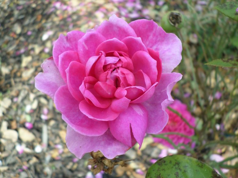Free stock image of Pink Camellia created by Mark Gleeson