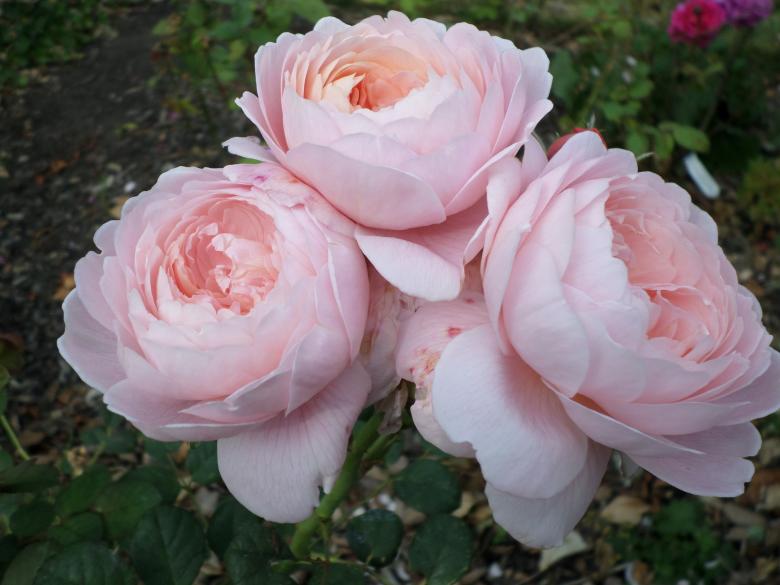 Free stock image of Pink Camellias created by Mark Gleeson