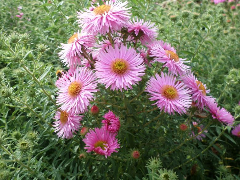 Free stock image of Pink flowers created by Mark Gleeson