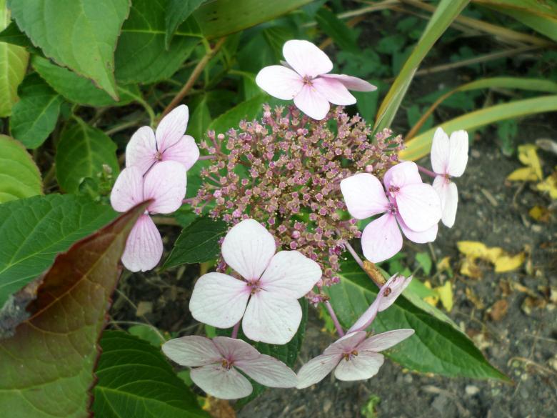 Free stock image of Pink and white flowers created by Mark Gleeson
