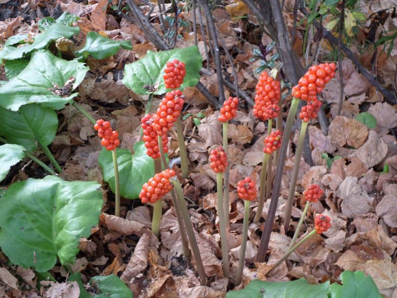 Free stock image of Arum maculatum or cuckoopint plant created by Mark Gleeson